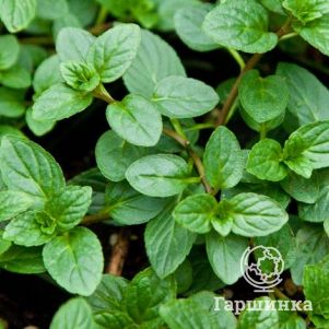 

Мята Блэк Митчам