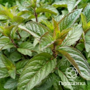 

Мята Цитаро