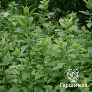 

Мята Джессика Свит Пеа Минт