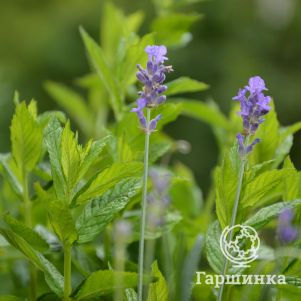 

Мята Лавендер Минт