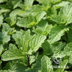 

Мята Вилоза