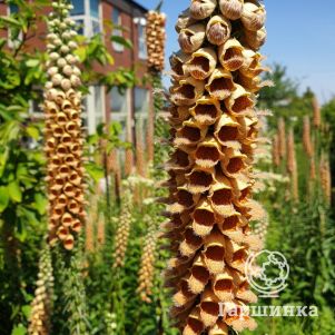 

Наперстянка ржавая Гелбер Херолд