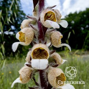 

Наперстянка шерстистая