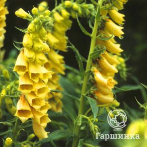 

Наперстянка желтая