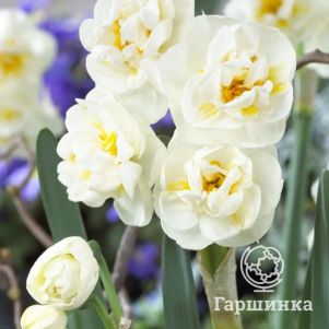 

Нарцисс Брайд махровый 5шт