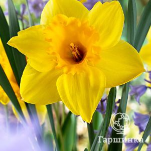 

Нарцисс Карлтон крупнокорончатый 5шт.