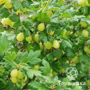 

Крыжовник Кельтайнен крупноплодный желтый