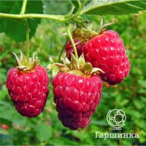 

Малина Лячка красная