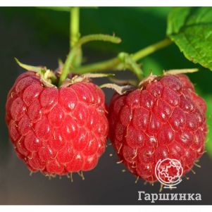 

Малина Брусиловская ремонтантная красная