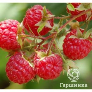 

Малина Джоан Джей ремонтантная бесшипная