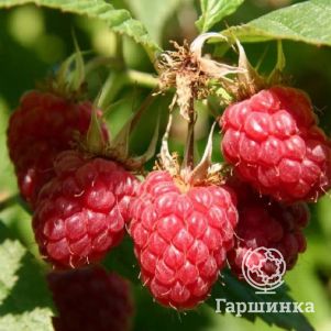 

Малина Полка ремонтантная красная