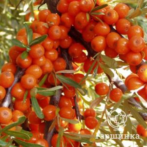 

Облепиха крушиновидная Фрисдорфер Оранж