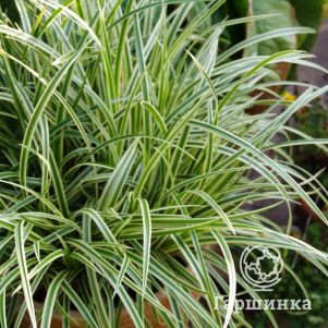 

Осока Морроу Вариегата