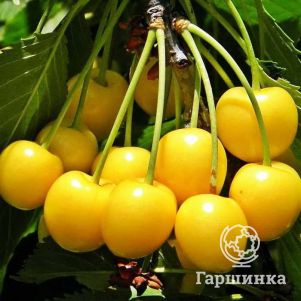 

Черешня Дрогана желтая