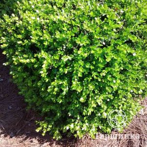 

Падуб городчатый Глори Джем