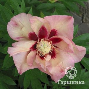 Пион Пастель Сплендор (ИТО)