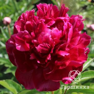 

Пион Армани