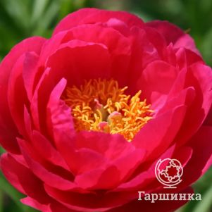 

Пион Цитерия