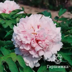 

Пион Букет Розовых Гвоздик древовидный розовый