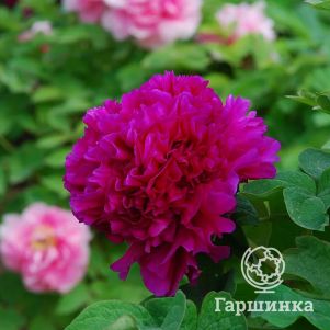 Пион Гранатовый браслет древовидный фиолетовый