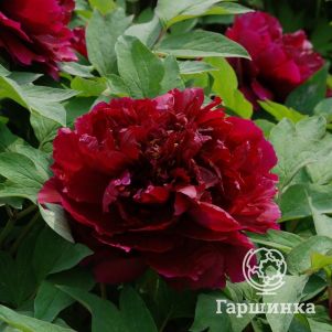 

Пион Красные облака древовидный фиолетовый