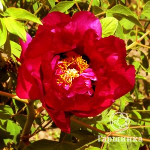 Пион Красный Лотос древовидный красный