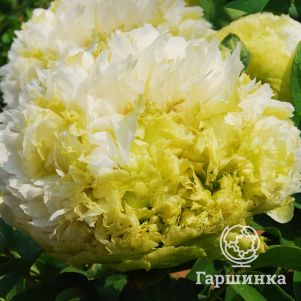 Пион Весенняя Ива древовидный зеленый