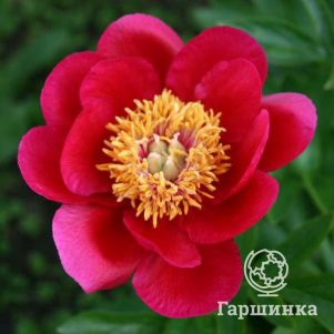 

Пион Фейри Принцесс