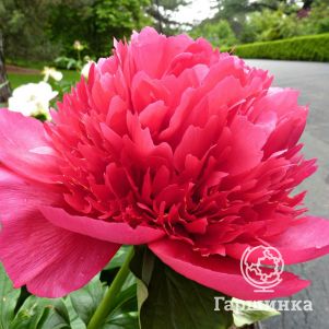 

Пион Мени Хеппи Ретурнс