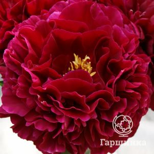 

Пион Олд Фейтфул