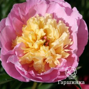 

Пион Шоу Герл