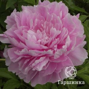 

Пион Свит Хармони