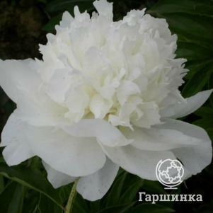 

Пион Уайт Тауэрс