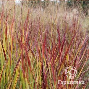 

Просо прутьевидное Скво