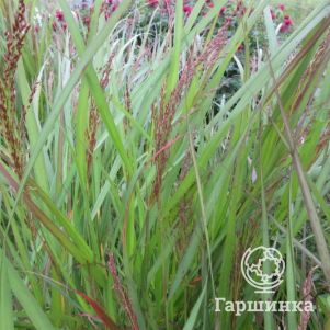 

Просо прутьевидное Варриор