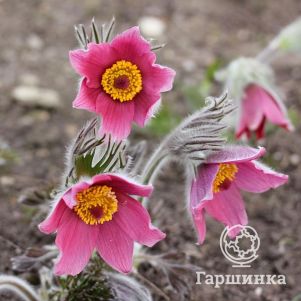 

Прострел Розен Глок