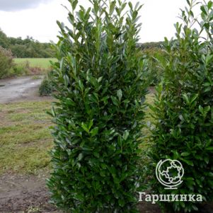 

Лавровишня Элли