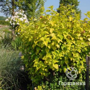 

Пузыреплодник Ангел Голд