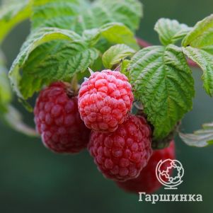 

Малина Мираж красная