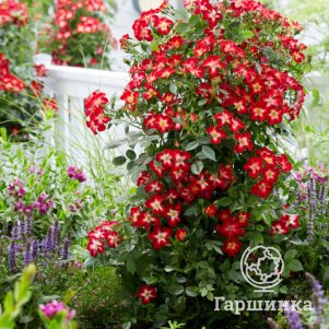 Роза Эверглоу Руби историческая (лиц)