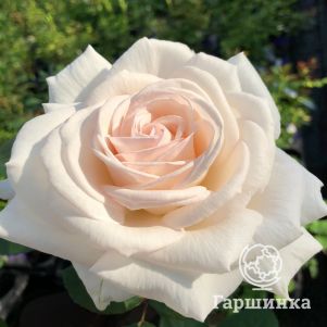 Роза Графиня Элке цу Рантзау, Кордес (лиц)