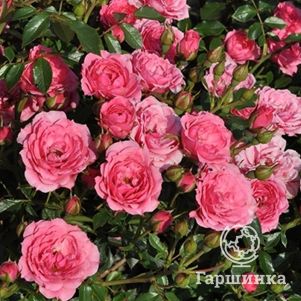 Роза Астерия Пикси, Фено Гено (лиц)