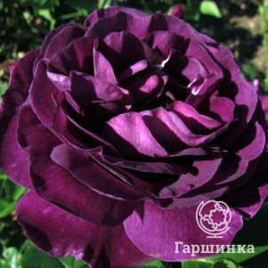 

Роза Минерва, Vissers (лиц)