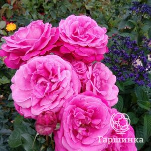 Роза Парфюм Роял, НИРП (лиц)