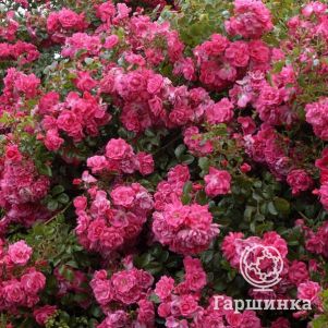 Роза Пальменгартен Франкфурт почвопокровная, Кордес (лиц)