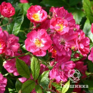 Роза Робин Гуд, Гийо (лиц)