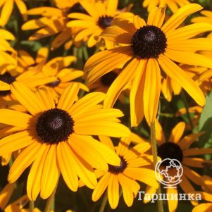 

Рудбекия Дима