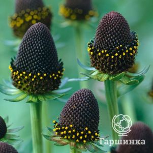 

Рудбекия Грин Визард