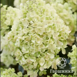 

Гортензия Би Хеппи (Пчела счастлива) метельчатая