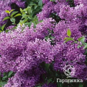 

Сирень китайская Саугеана